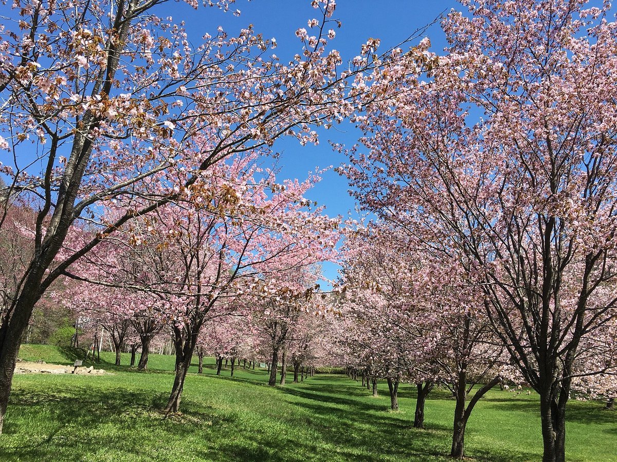 🚂 마루셋푸 삼림공원 이코이노모리 이미지 1